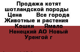 Продажа котят шотландской породы › Цена ­ - - Все города Животные и растения » Кошки   . Ямало-Ненецкий АО,Новый Уренгой г.